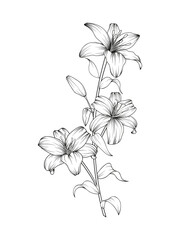 Hand drawn black lily flower composition in cute doodle style. Luxury elegant sketch vector illustration for postcard, wedding invitations, thank you card, birthday, logo, cosmetics.