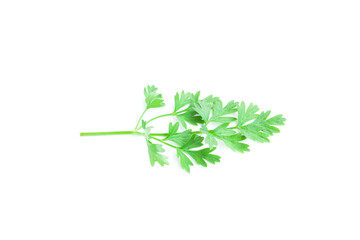 Leaf of Coriander or Cilantro vegetables leaf on white background, Organic vegetables, Herbal plant, Food ingredient	