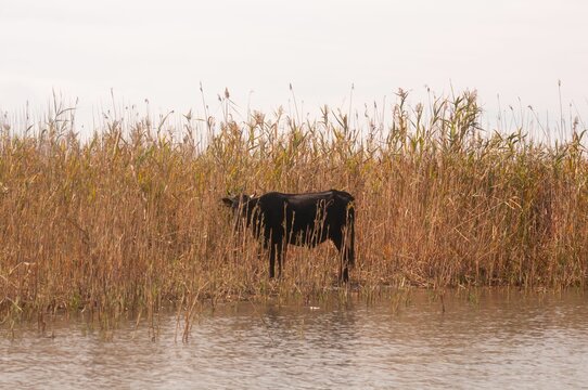 Closeup of a black cow standing in the pond full of fried reed plants in the daylight