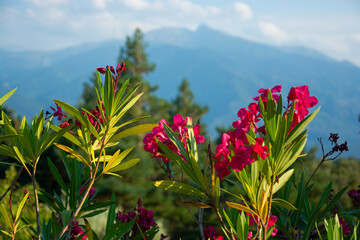 View of a flowers, mountains and beautiful landscape in the France