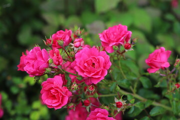 rosa Rosen (Rosa/ Rosales) im Garten