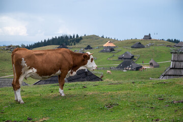 Fototapeta na wymiar A grazing cow in the mountains of Velika Planina, a dispersed high-elevation settlement of mostly herders' dwellings on the karst Big Pasture Plateau in Upper Carniola region of Slovenia