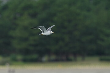 black tailed gull in a seashore