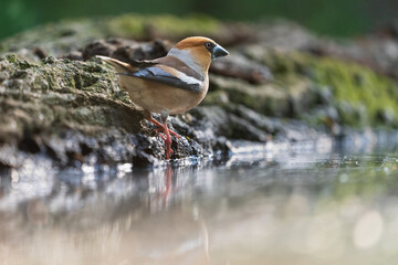 Hawfinch (Coccothraustes coccothraustes)