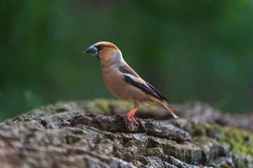 Hawfinch (Coccothraustes coccothraustes)