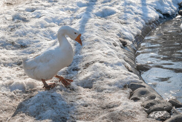 white goose by pond in winter. White feathered domestic geese walking in a pond in winter. white goose on lake beach