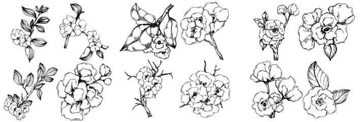 Obraz premium Vector Sakura summer. Isolated botanical flower, leaves. Black and white engraved sketch ink art. Leaf plant botanical garden floral foliage. Wildflower drawing leaf illustration element.