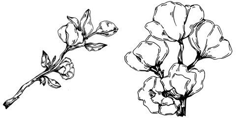 Vector Sakura summer. Isolated botanical flower, leaves. Black and white engraved sketch ink art. Leaf plant botanical garden floral foliage. Wildflower drawing leaf illustration element.