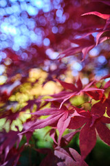 Colorful and bright background made of fallen autumn leaves