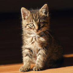 A cute adorable kitten in the sunlight sits on the floor. Looking at camera. Low angle view. Dark moody