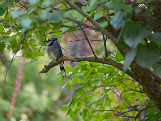 A blue jay in a tree.