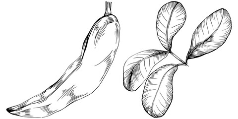 Carob sketch drawing illustration. Carob tree nature engraved style illustration. Detailed plants product. The best for design logo, menu, label, icon, stamp. - obrazy, fototapety, plakaty