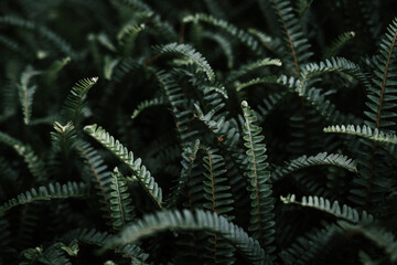 Fototapeta premium Green fern in the dark.