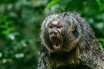 Türaufkleber Closeup shot of a Saki monkey © Stefan_ifl/Wirestock Creators