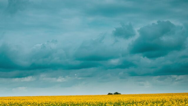 4K Agricultural And Weather Forecast Concept. Cloudy Rainy Sky. Dark Storm Clouds Above flowering yellow canola colza in spring Field. Time Lapse, Timelapse, Time-lapse.