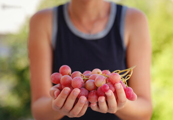 Vineyard Harvest in autumn season. Crop and juice, Woman holding Organic red grapes, concept wine. outdoor