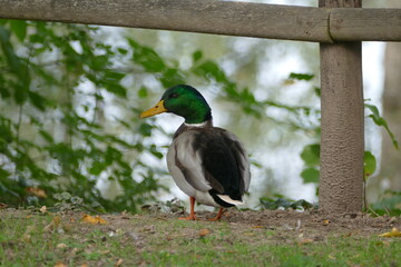 Eine m&auml;nnliche Ente am Ufer