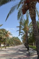 Fototapeta na wymiar palm trees in the park near the beach