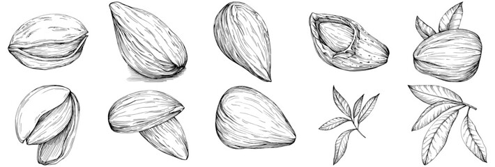 Bay leaf hand-drawn Vector Illustration isolated on white background. Retro style farm product for restaurant menu, market label, logo, emblem and kitchen design. Decoration for food.