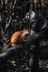 squirrel in the forest