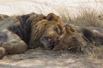 Naklejka premium Male and female lion sleep close together head shot