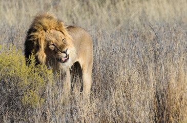 Mature lion chews in grasslands standing