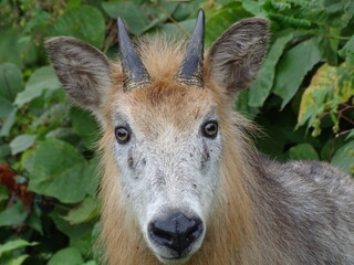 二ホンカモシカ