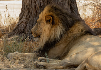 Mature, black-maned Kgalagadi lion close up side view