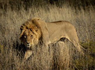 Lion stares into camera standing at dusk