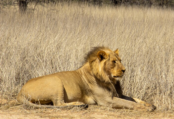 Mature lion side view sitting in grassland