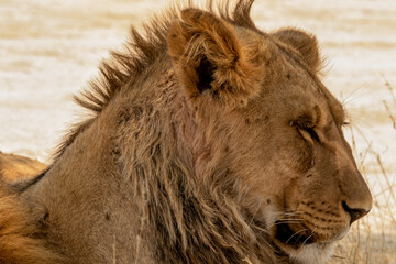 A young lion's head close up side view in the wild