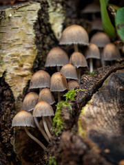 Group of mushroom