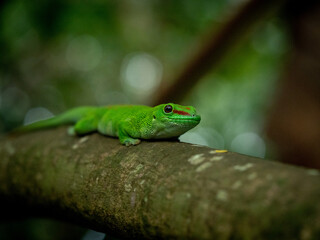 Phelsuma madagascariensis Madagascar day gecko on branch