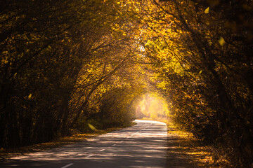 The beauty of autumn fall. Asphalt road through the forest arch, made of trees. Sunlight on the golden leaves. Focus on the background.