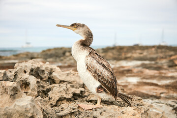 Cormorán de Socotra, Cormorán, cormoranes, buceo