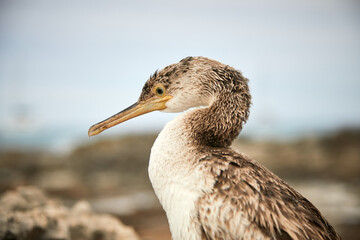 Cormorán de Socotra, Cormorán, cormoranes, buceo, zoom, macro