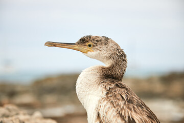 Cormorán de Socotra, Cormorán, cormoranes, buceo, zoom, macro