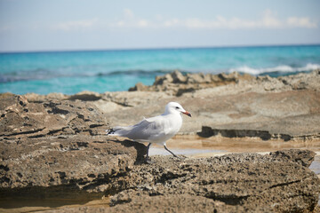 Gaviota de mar, blanca