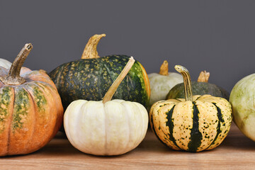 Baby Boo pumpkin and Sweet Dumpling squash between mix of different colorful pumpkins and squashes...