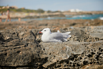 Gaviota de mar, blanca