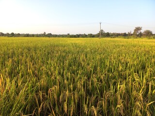 agriculture, background, closeup, delicious, diet, food, fresh, freshness, fruit, green, health, healthy, ingredient, isolated, natural, nature, nutrition, organic, plant, raw, ripe, vegetable, vegeta