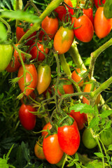 Home grown plum tomatoes, also known as a processing tomato or paste tomato. Bunch of tomatoes on...