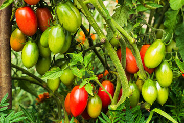 Home grown plum tomatoes, also known as a processing tomato or paste tomato. Bunch of tomatoes on the bush. Rich harvest of plum tomatoes in vegetable garden