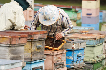 Revision of hives before wintering. Beekeepers (a married couple) assess the condition of bees and hives.