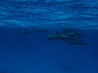 Group of spinner dolphins