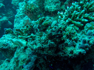 Naklejka na ściany i meble Scorpion fish in Red Sea