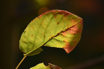 Herbstlaub - Felsenbirne im Herbst