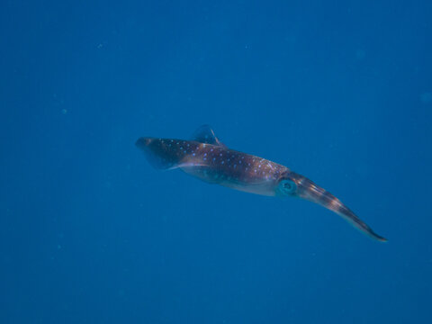 squid in Red sea, Egypt