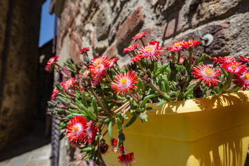 Small bright red flowers in yellow flowerpot attached on the house