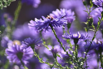 Blühende Herbstastern in der Herbstsonne